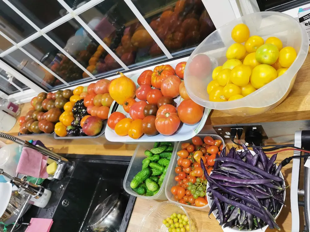 Pomidory, ogórki i fioletowa fasolka na blacie