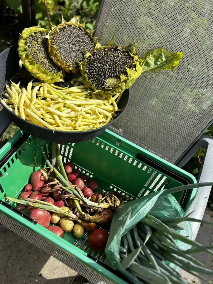 Słoneczniki, żółta fasolka i ziemniaki