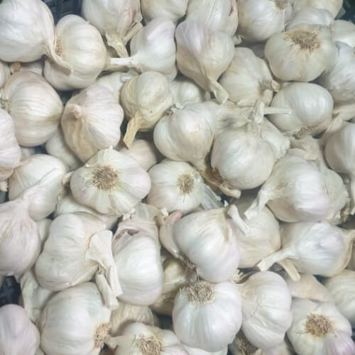 czosnek-jarus-do-sadzenia-rajogrodnika (2)